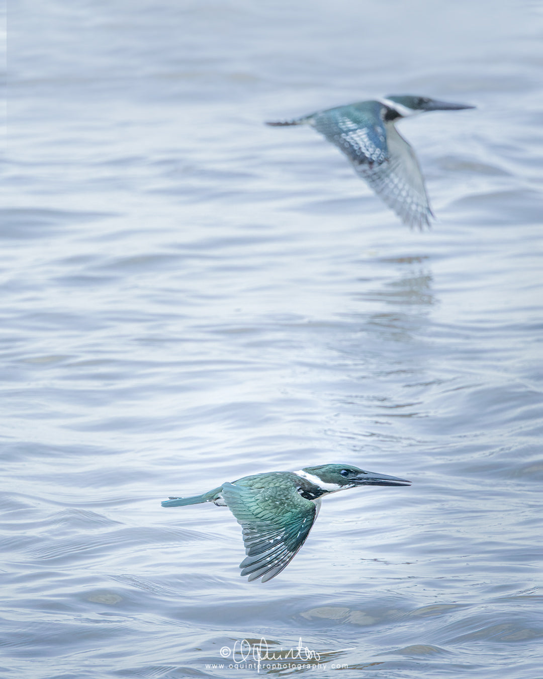 bird photo amazon kingfisher
