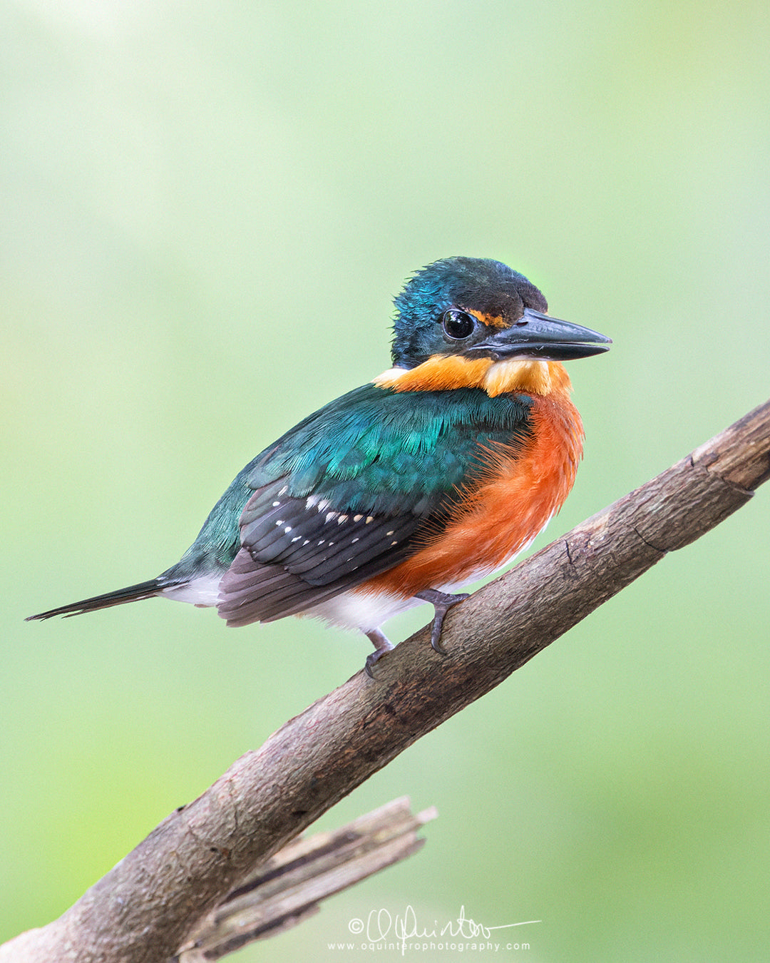 bird photo American Pygmy Kingfisher