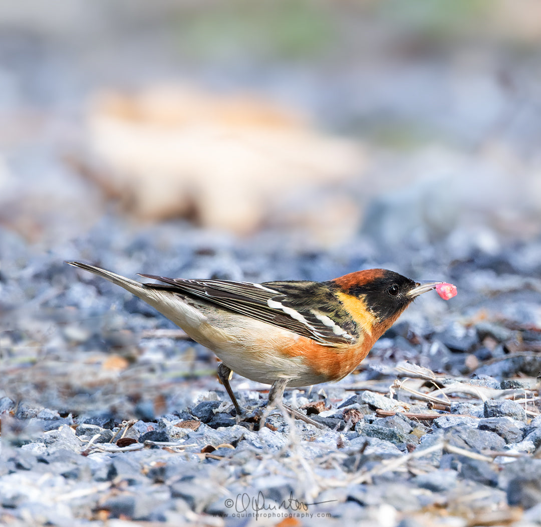 bird photo bay breasted warbler