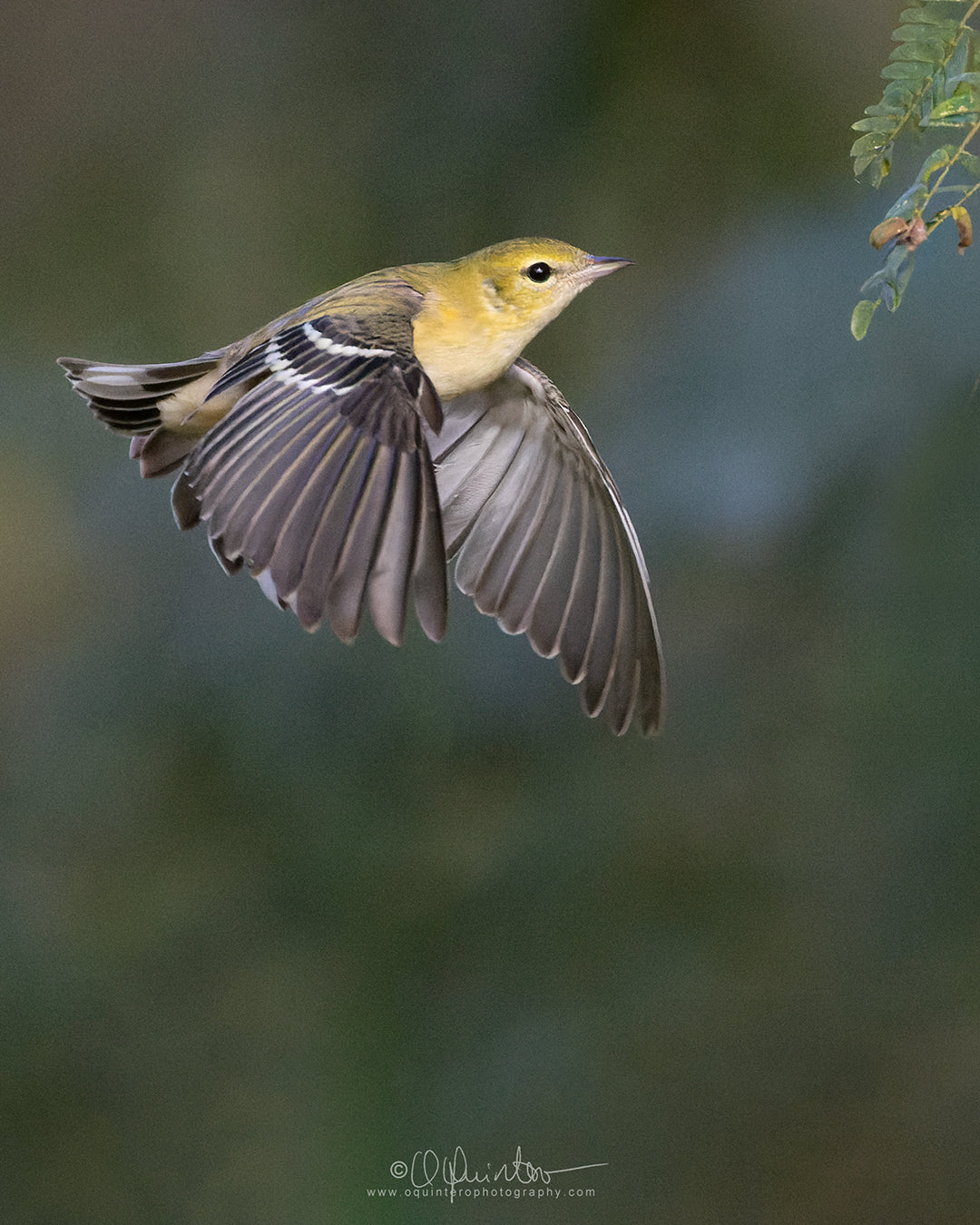bird photo bay breasted warbler in flight