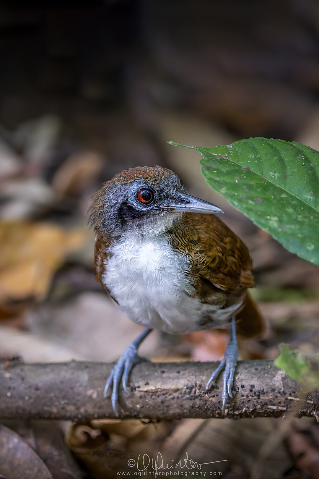bird photo bicolored antbird