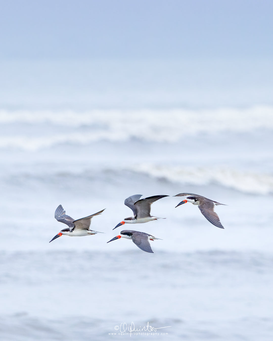 birds photo black skimmers in flight