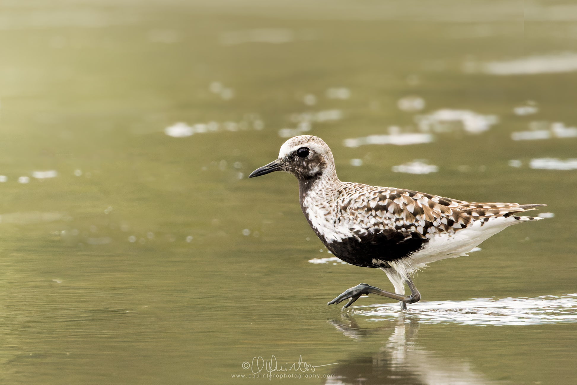 bird photo black bellied plover