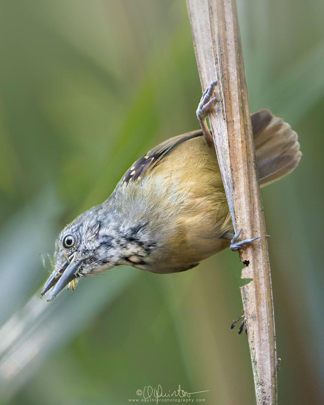 bird photo checker throated stipplethroat