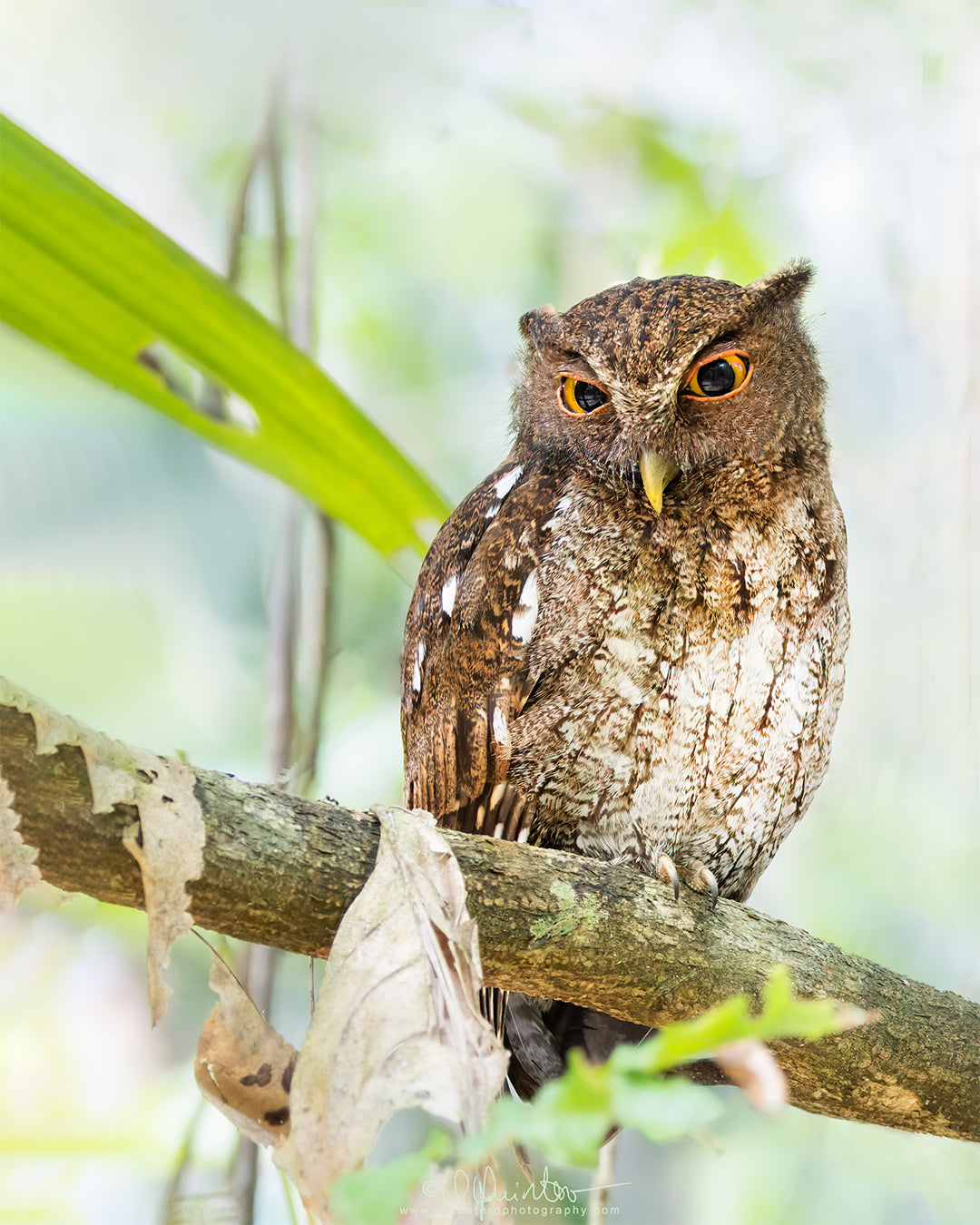 bird photo Choco Screech-Owl