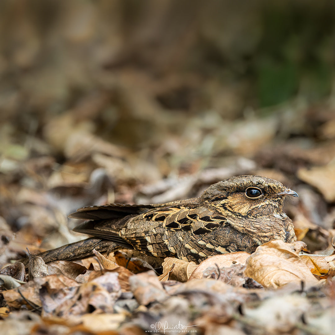 bird photo common pauraque