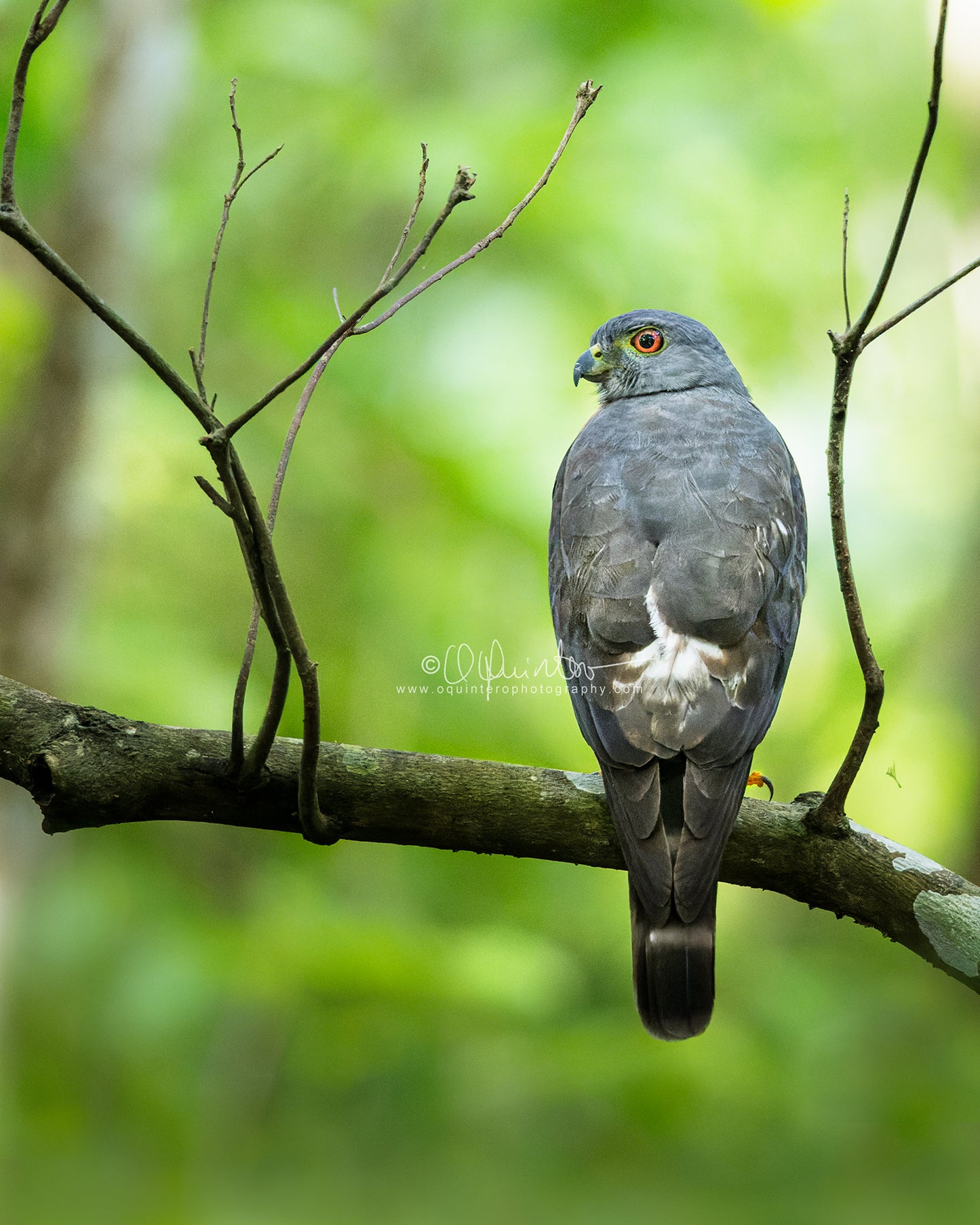 Double-toothed Kite