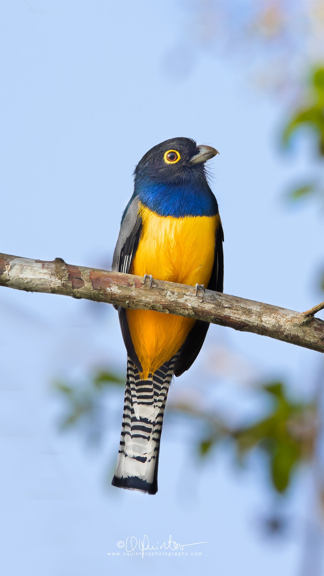 Bird photo gartered trogon by oquinterophotography
