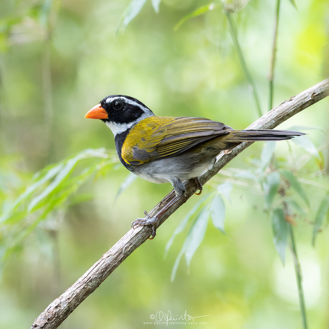 bird photo orange billed sparrow