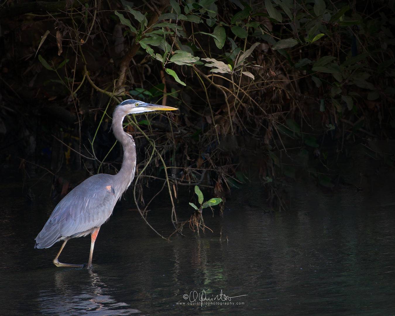 bird photo great blue heron