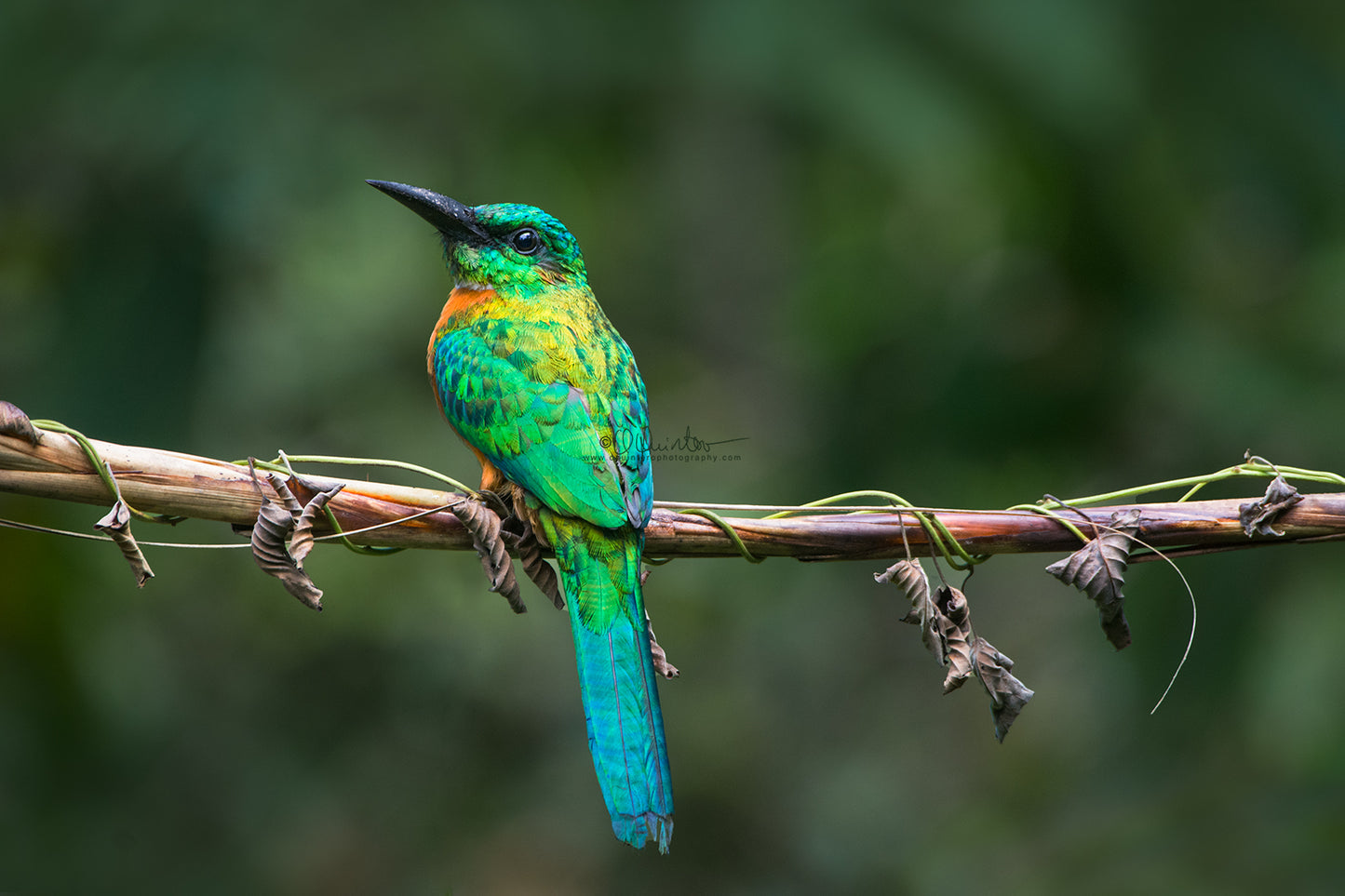 bird photo great jacamar