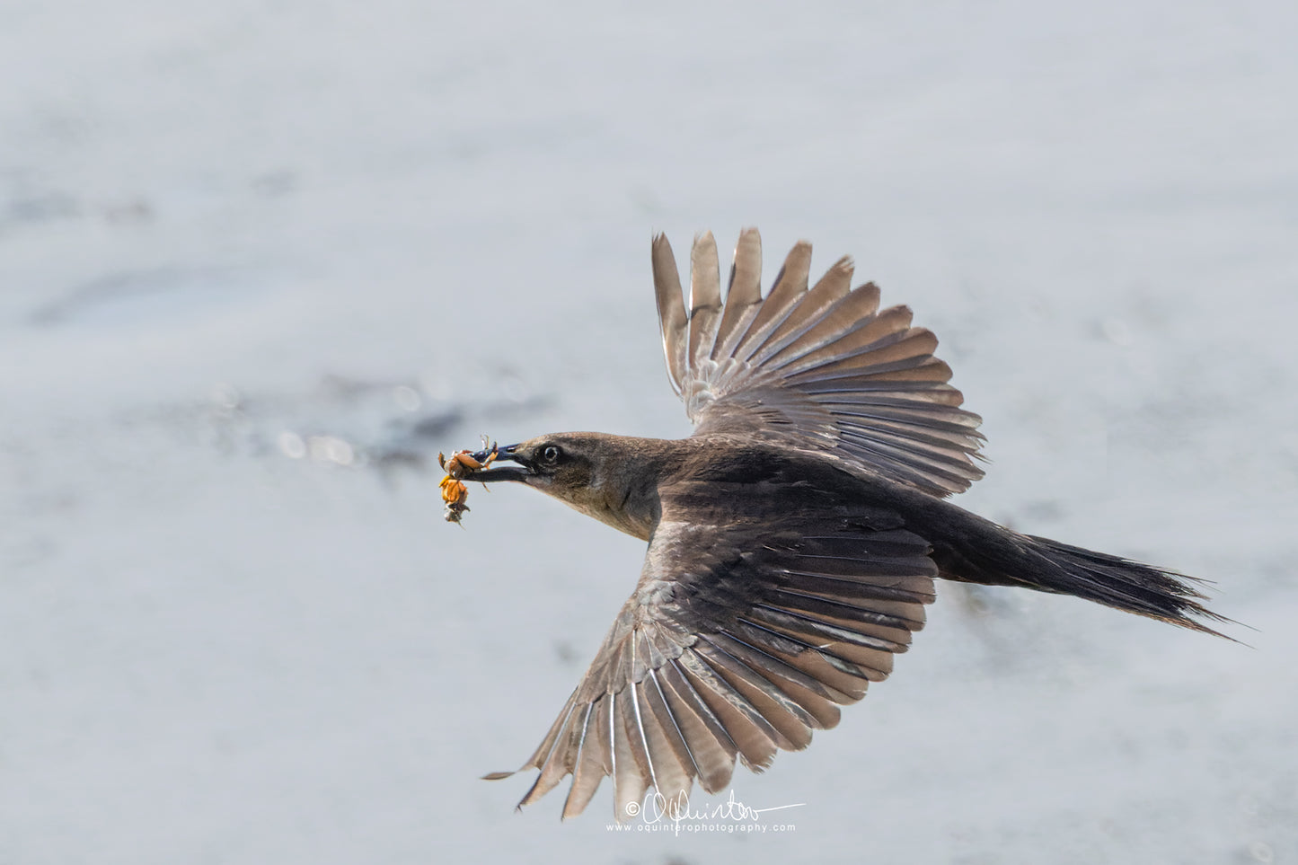 bird photo great tailed grackle