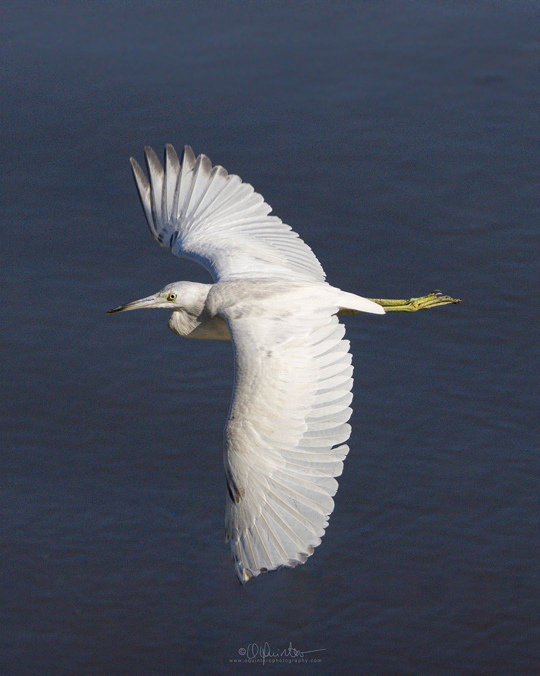 bird photo little blue heron