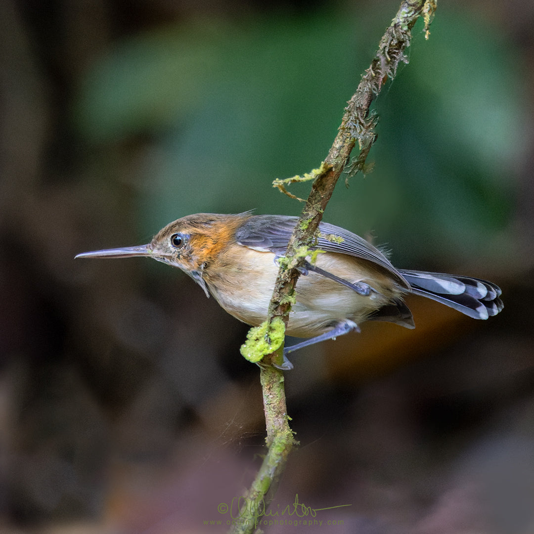 bird photo long billed gnatwren