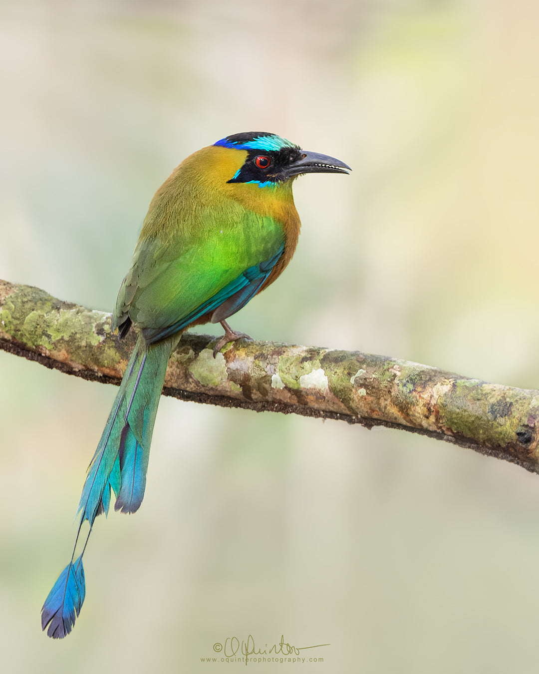 bird photo whooping motmot