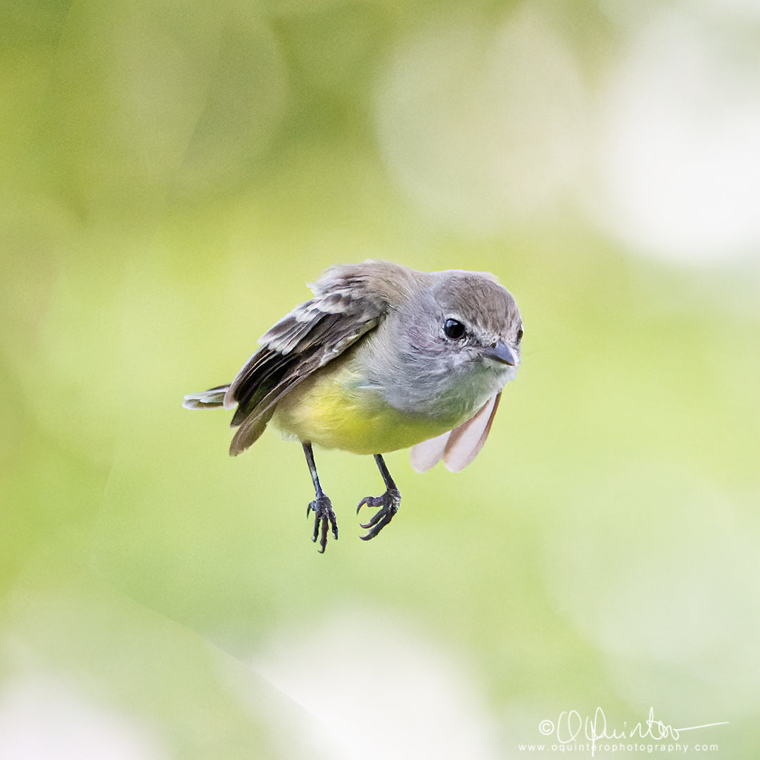 bird photo northern scrub flycatcher in flight
