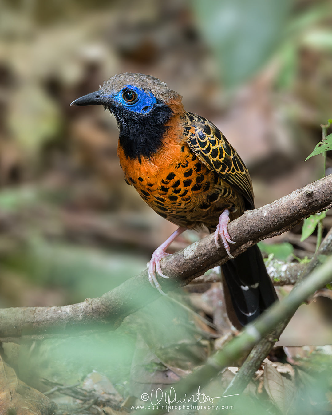 bird photo ocellated antbird