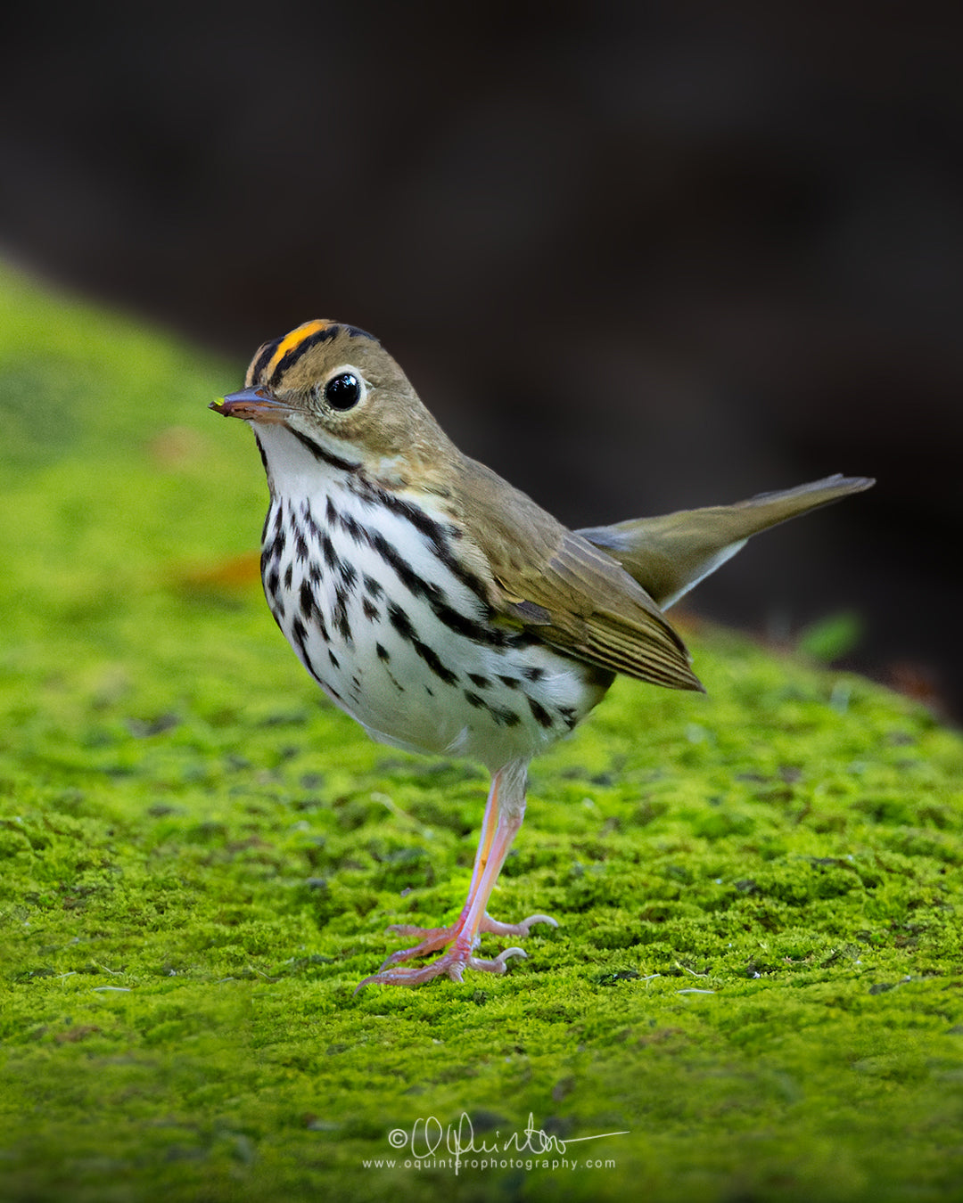 bird photo ovenbird