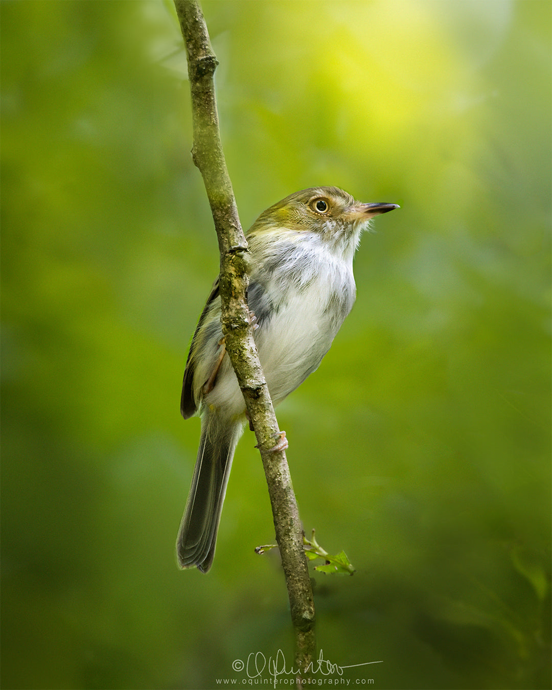 bird photo pale eyed pygmy tyrant