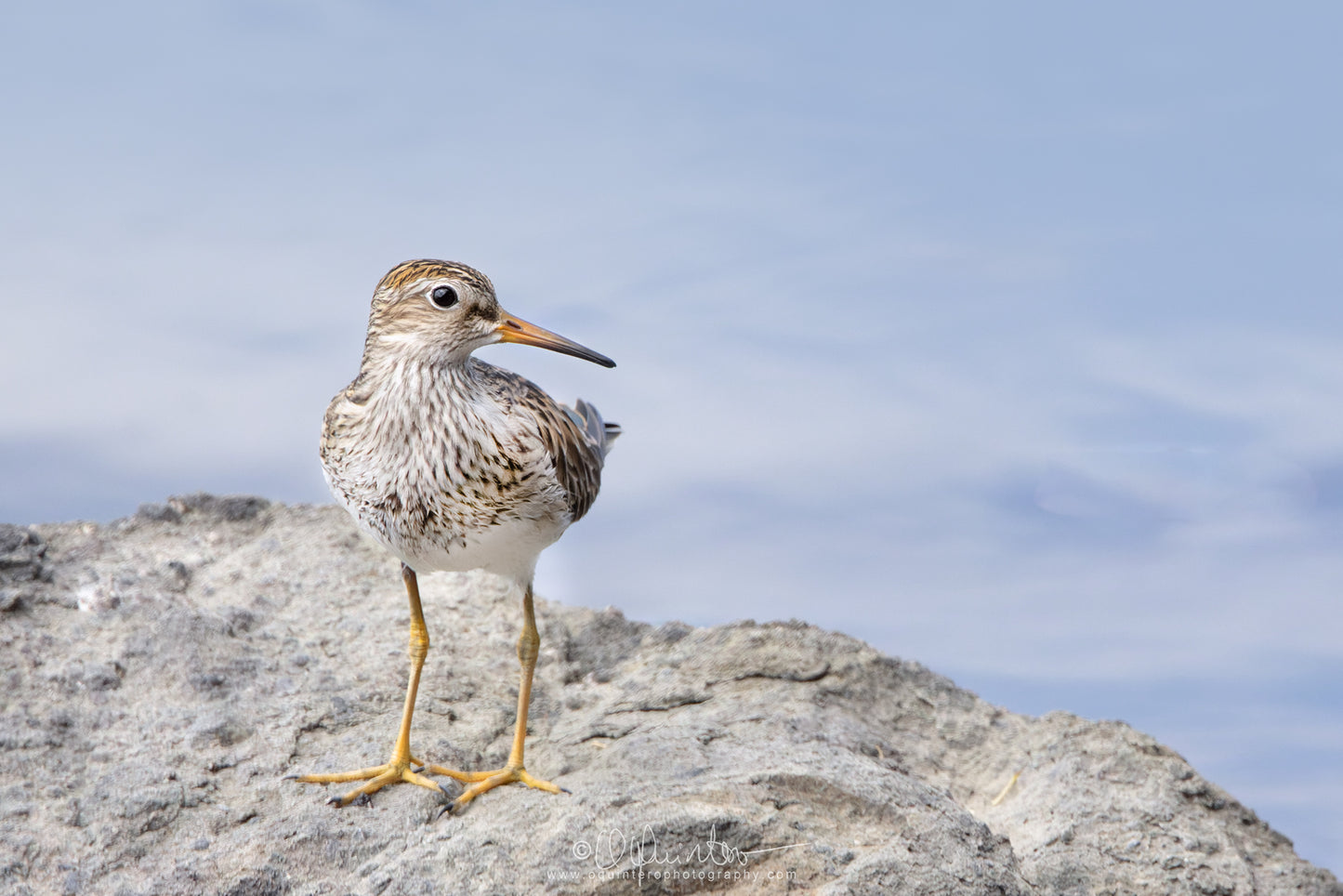 bird photo pectoral sandpiper