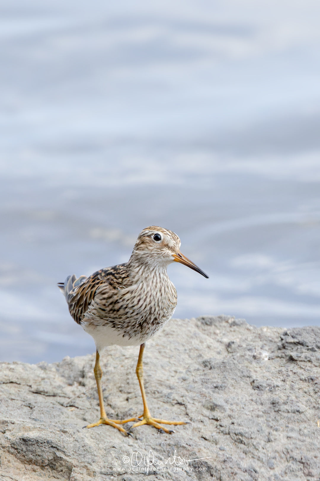 bird photo pectoral sandpiper