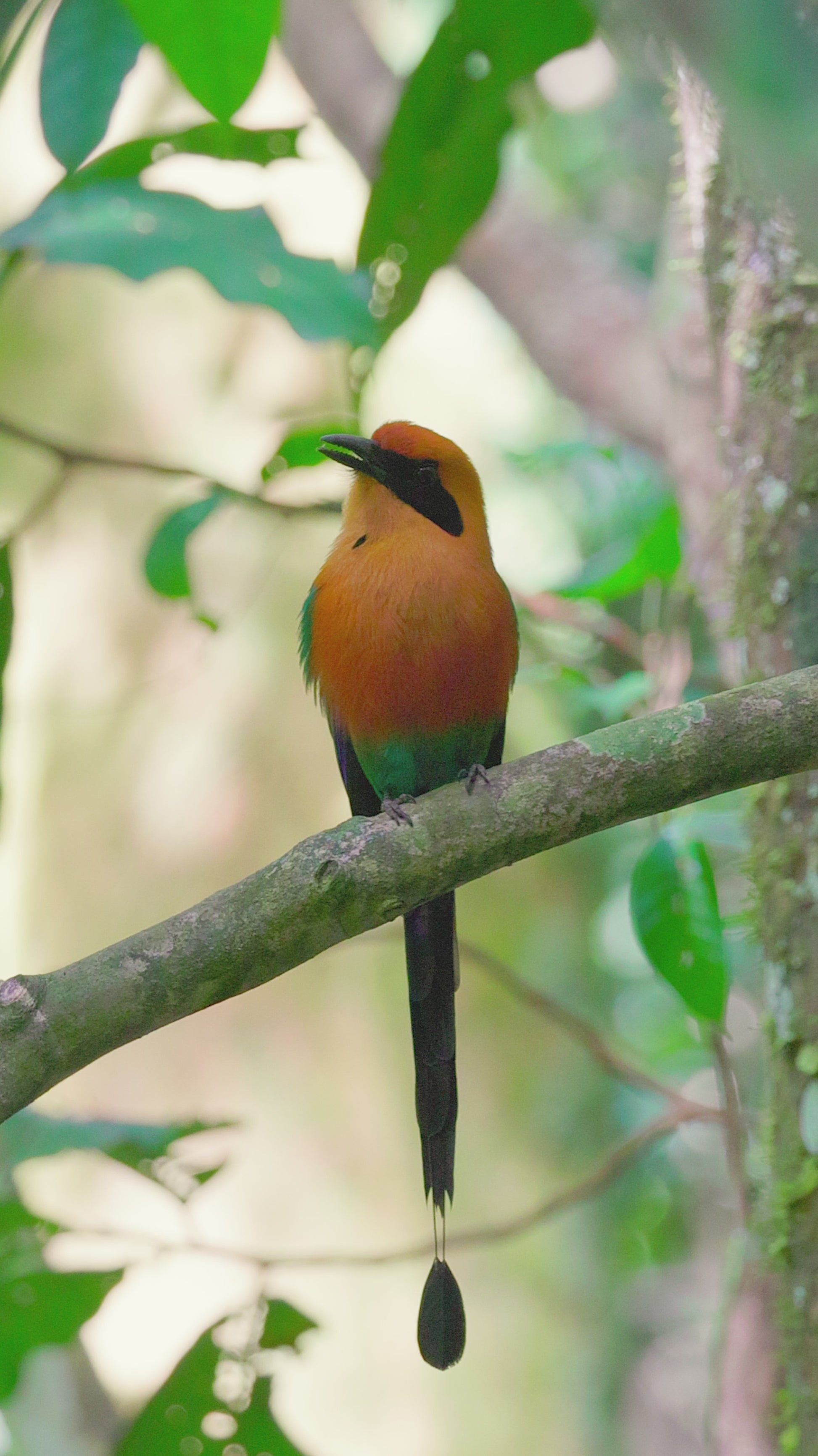 bird video rufous motmot