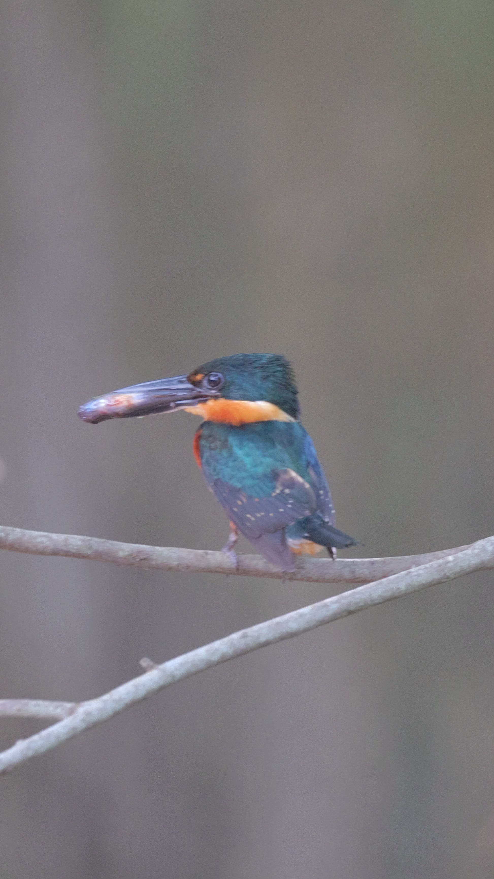 bird video American Pygmy Kingfisher