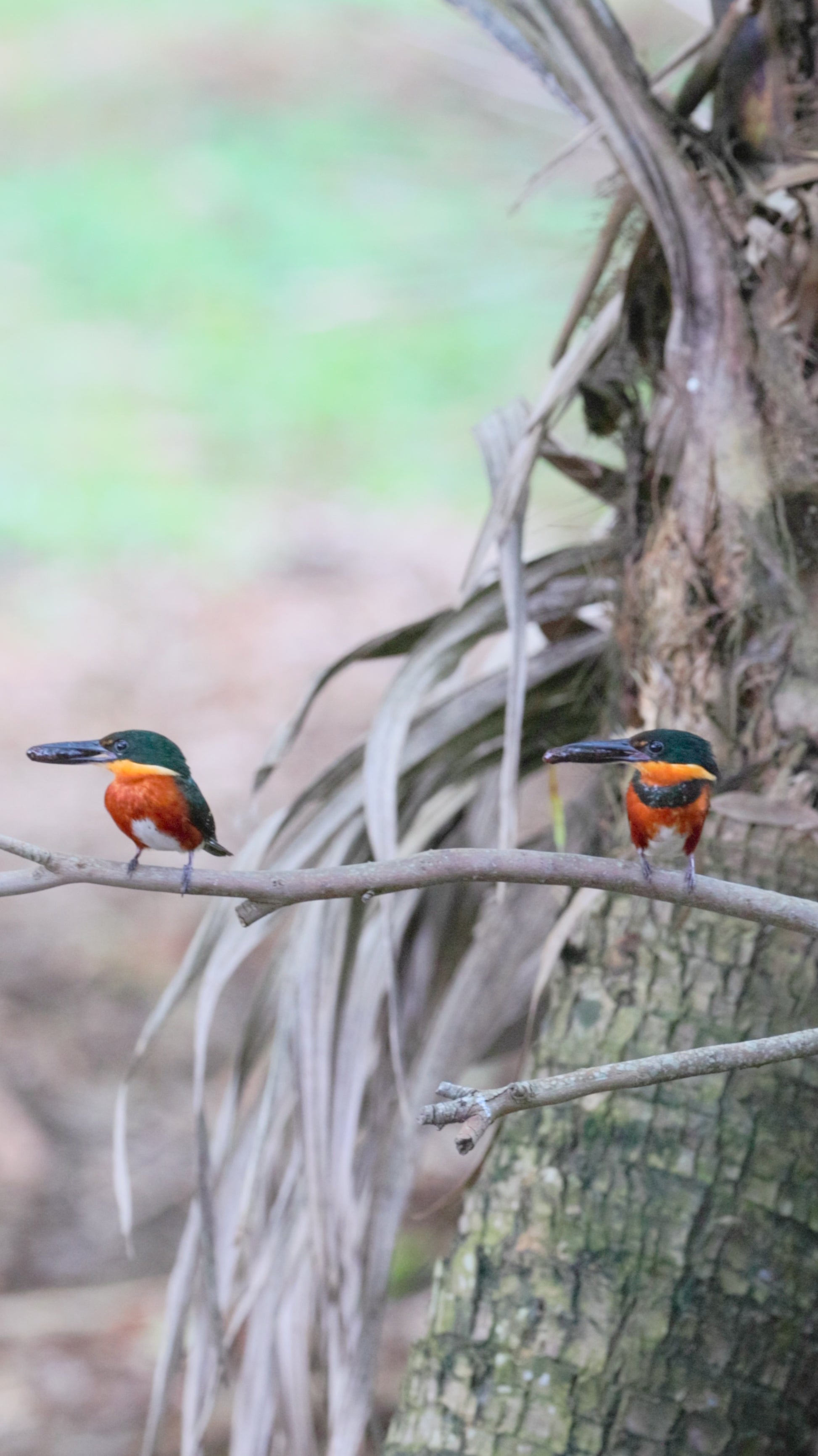 birds video American Pygmy Kingfisher
