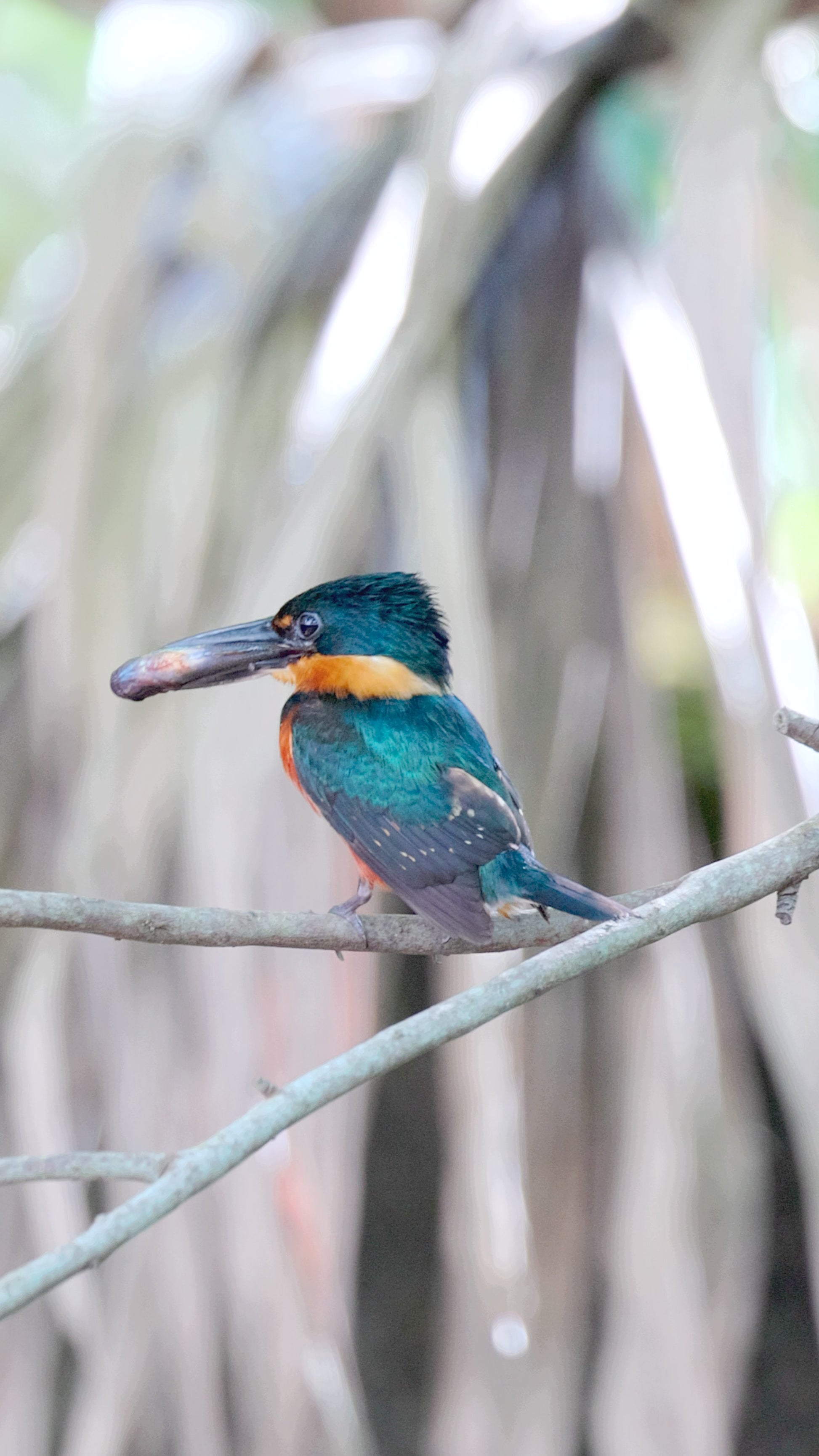 bird video American Pygmy Kingfisher