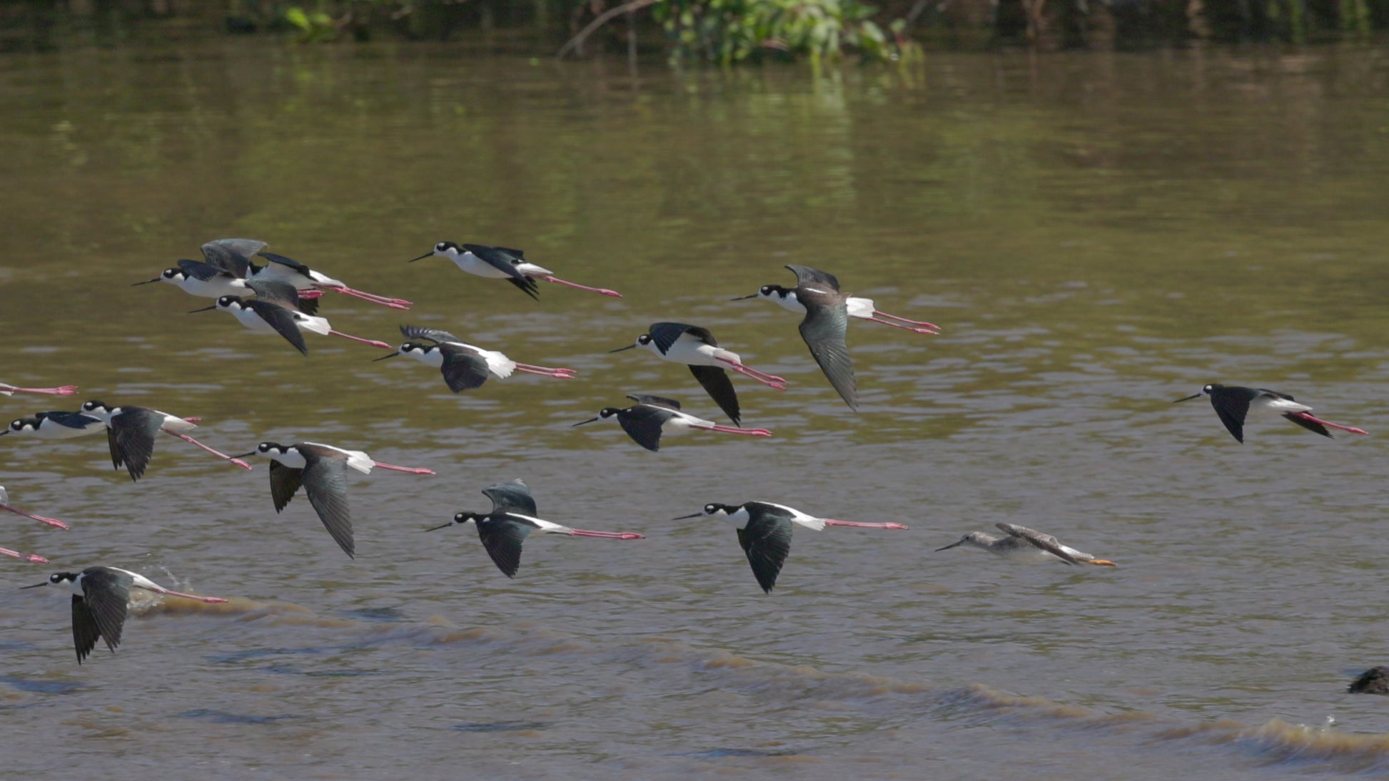 birds video black necked stils in flight