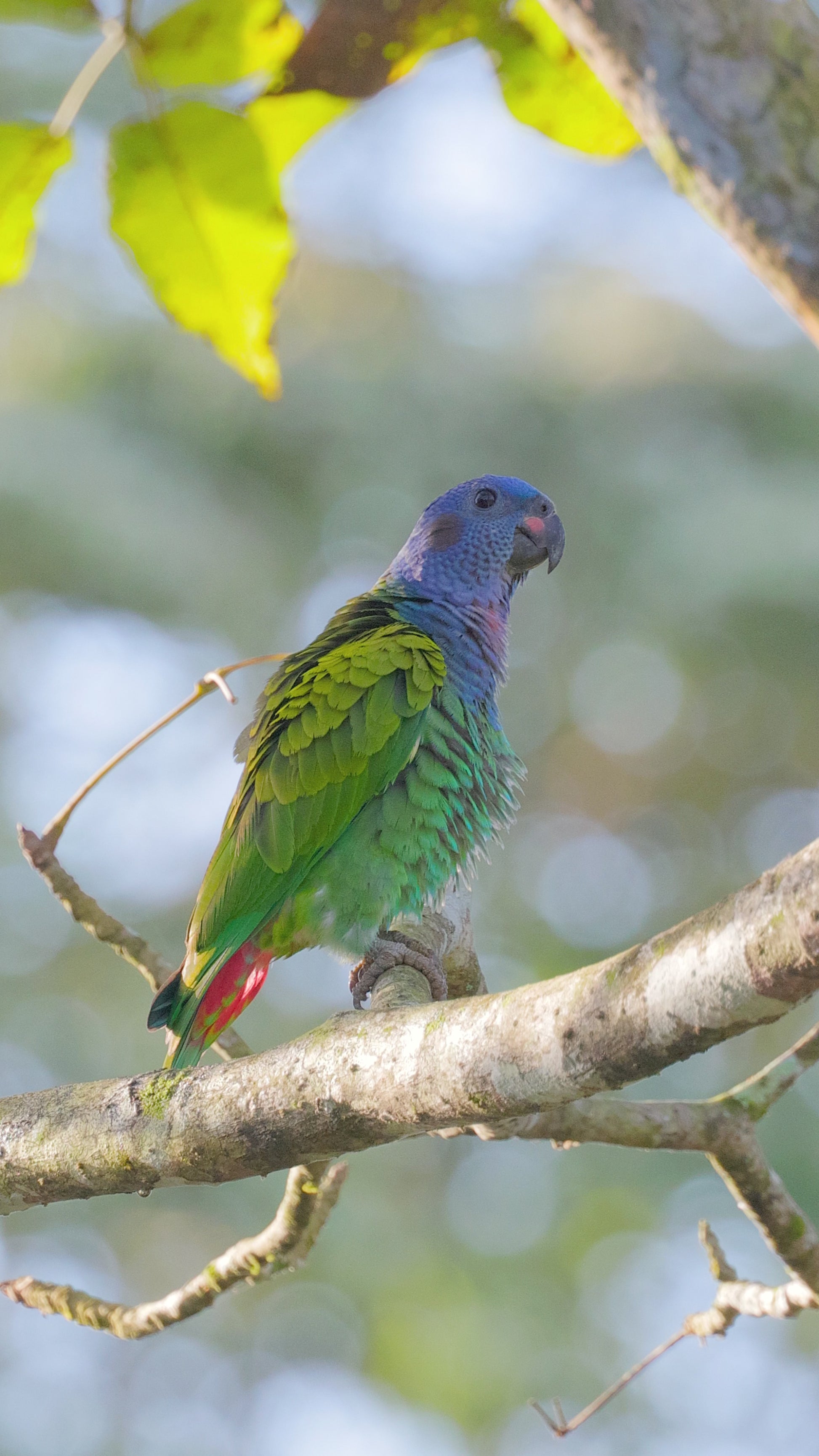 bird video blue headed parrot