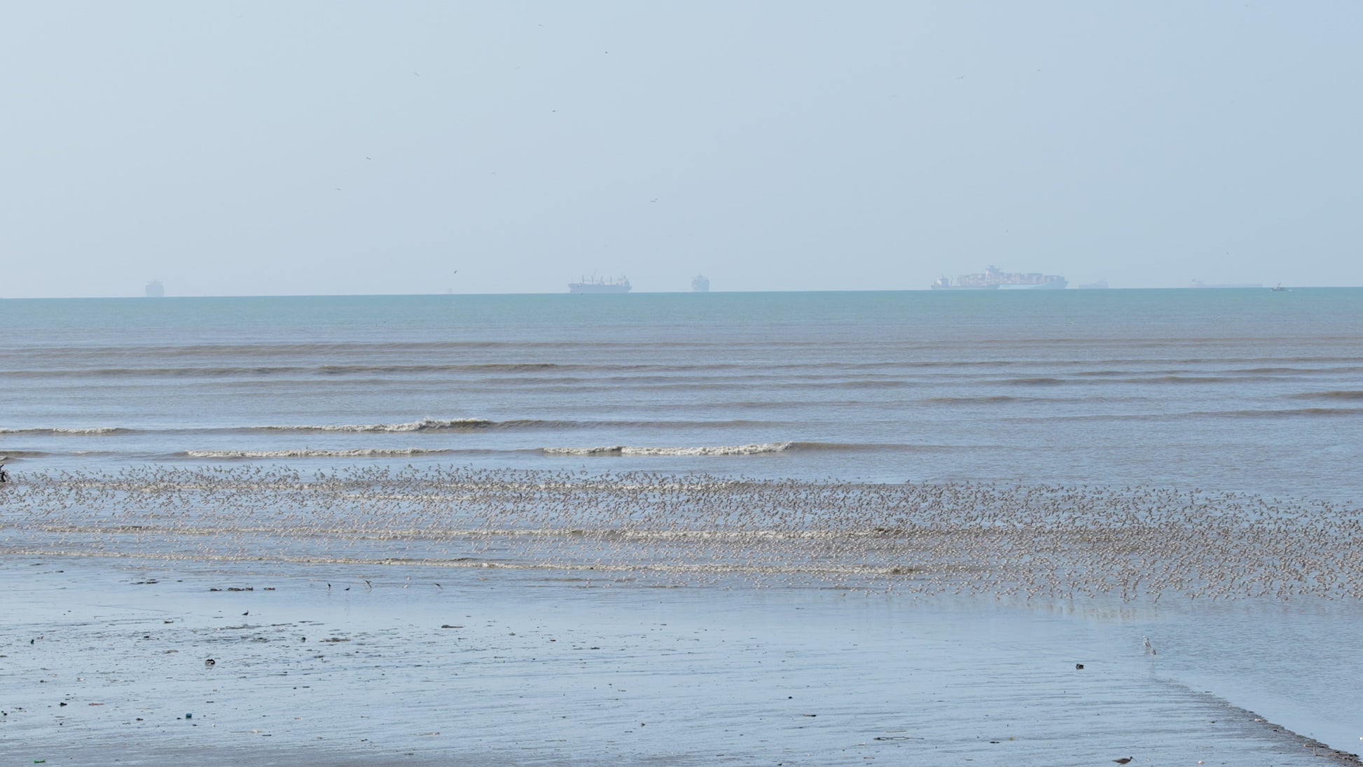 birds video shorebirds in flight