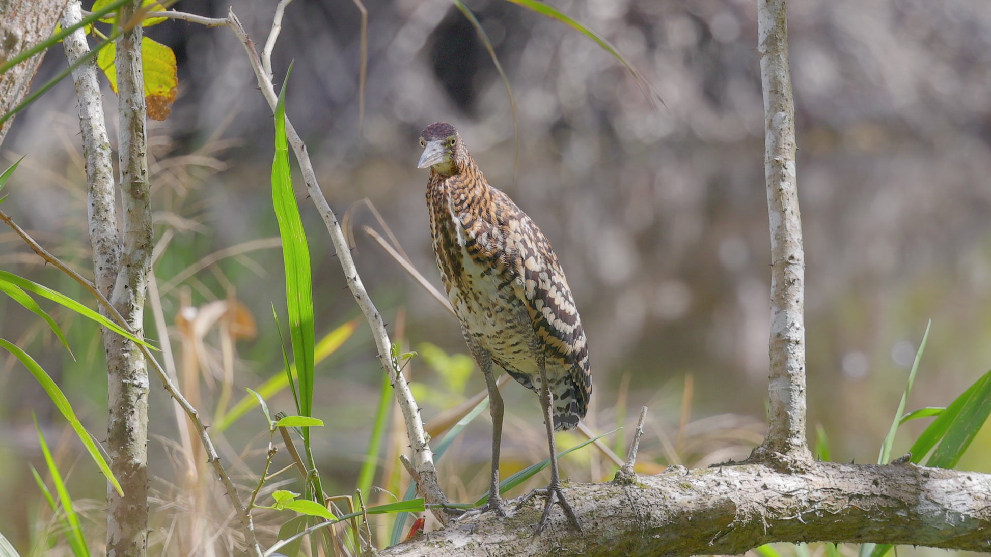 bird video rufescent tiger heron