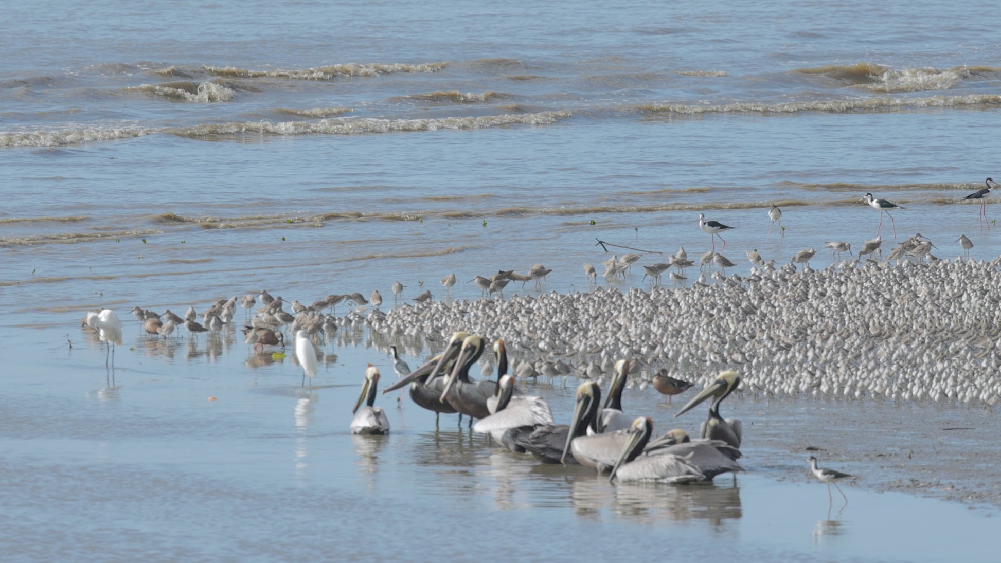 birds video shorebirds