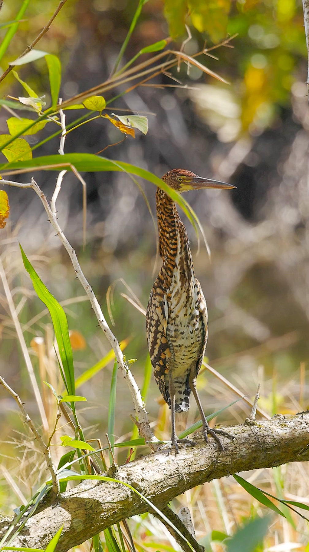 bird video rufescent tiger heron