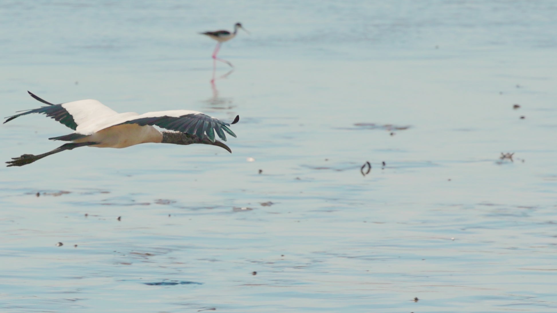 bird video wood stork