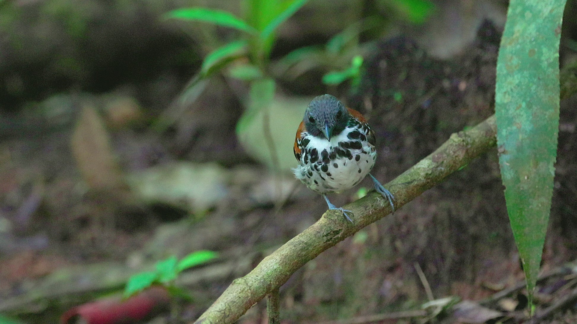 bird photo spotted antbird 2