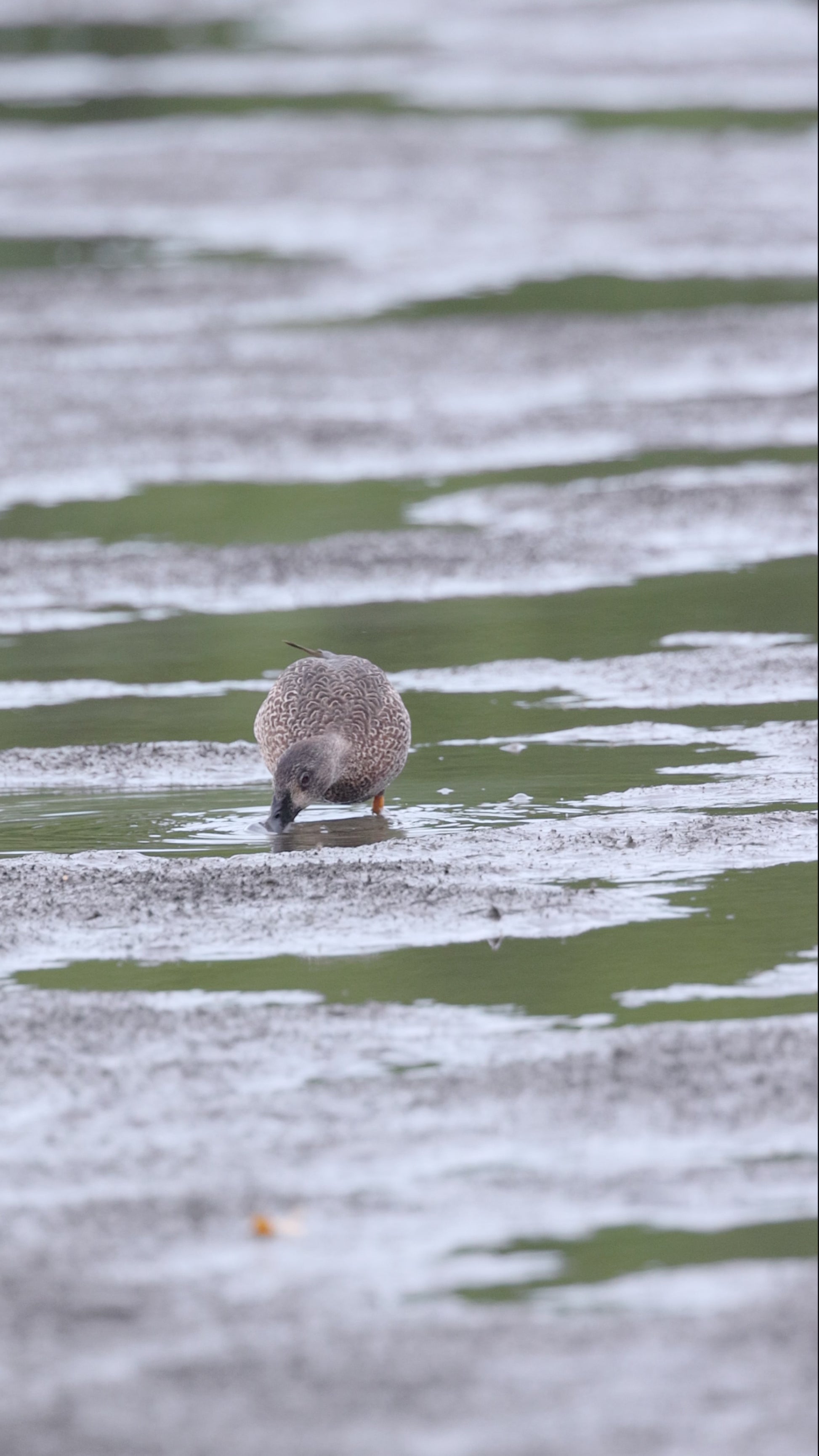 bird video blue winged teal