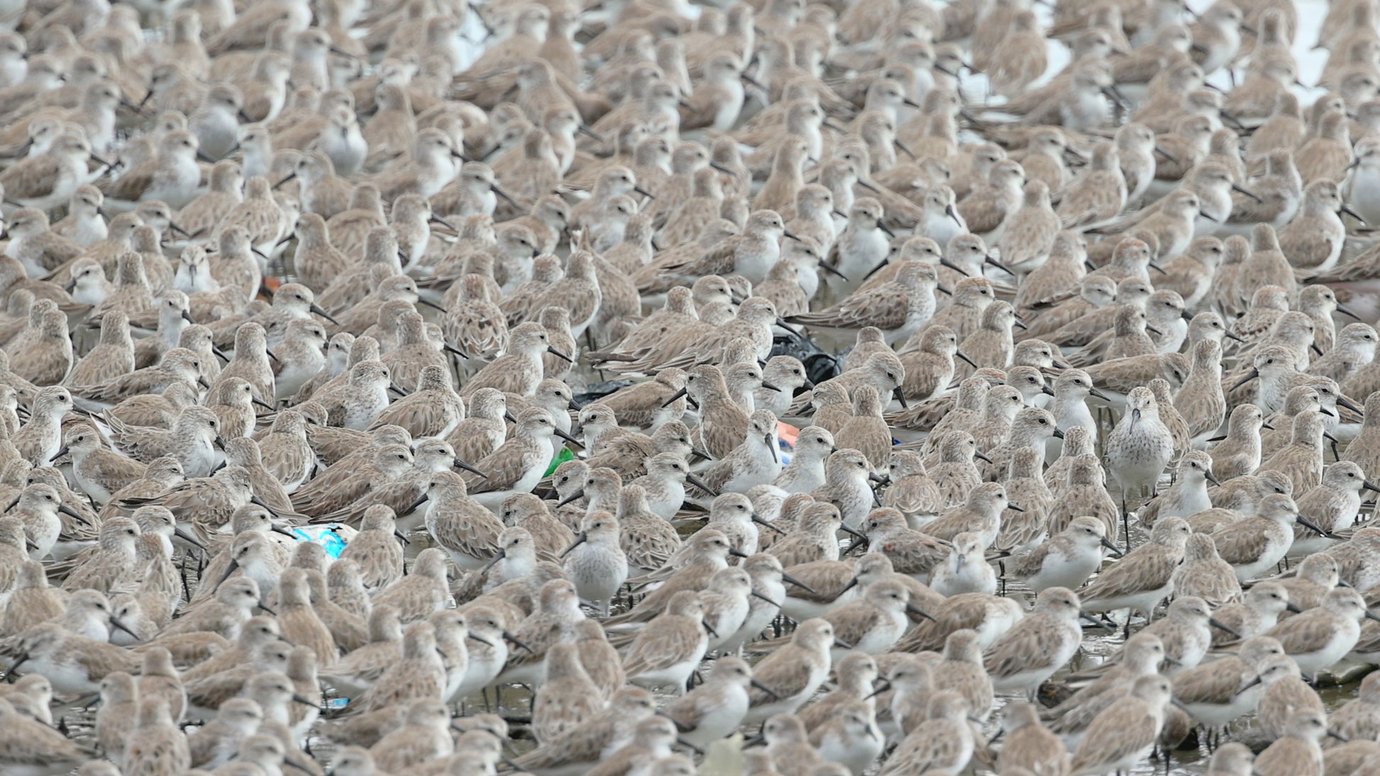 birds video western sandpipers