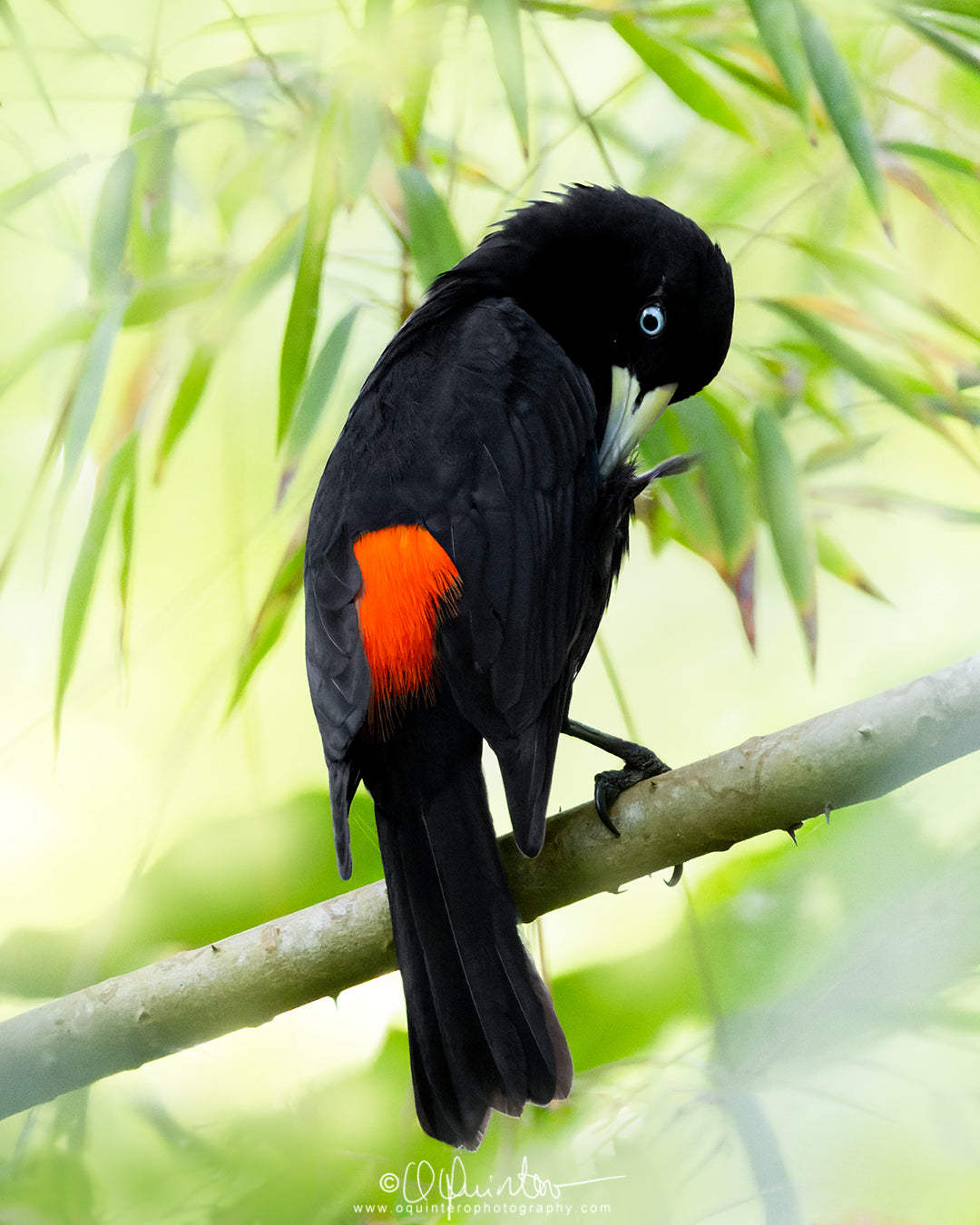 bird photo scarlet rumped cacique