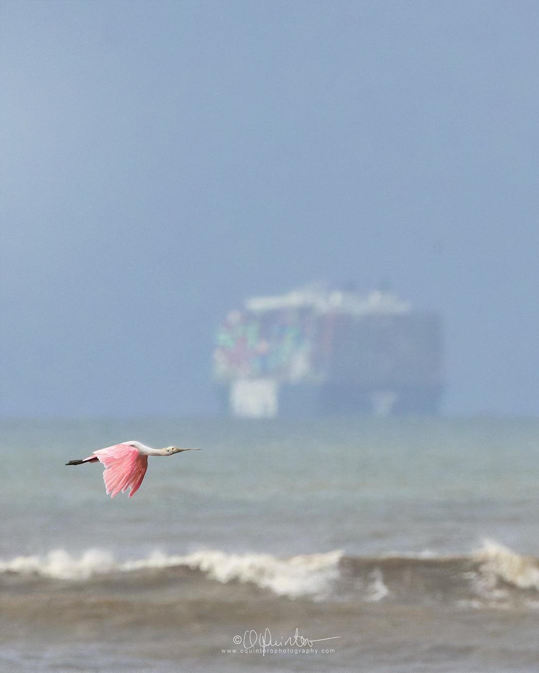 bird photo roseate spoonbill in flight