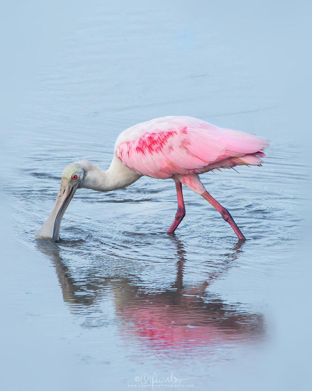bird photo roseate spoonbill