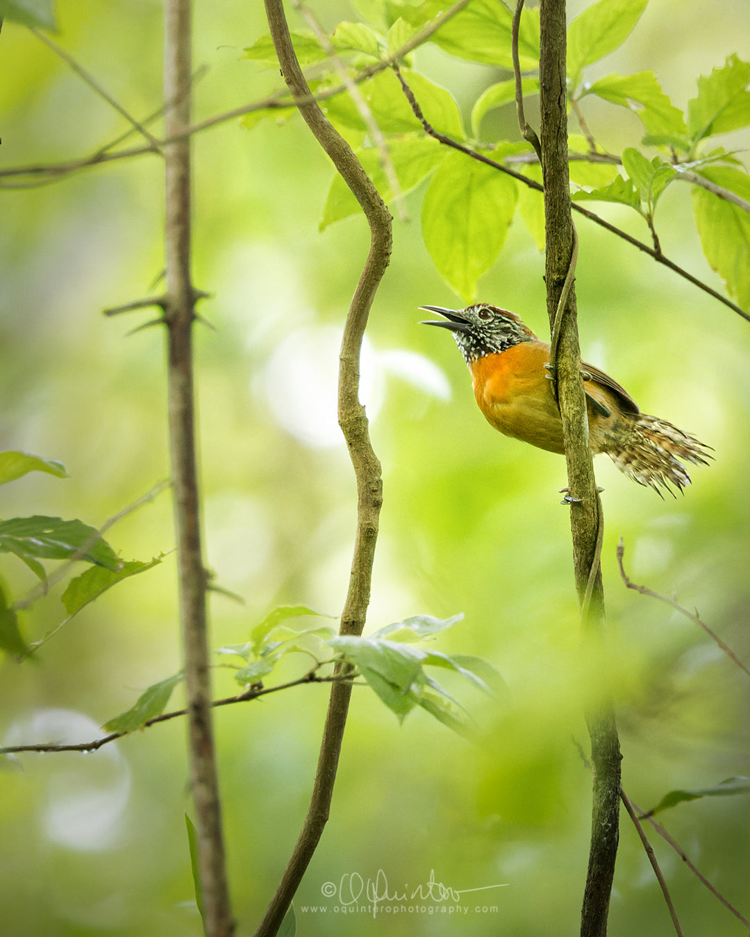 bird photo rufous breasted wren