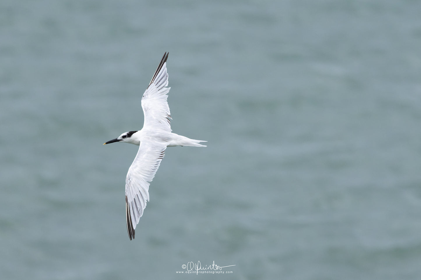 bird photo sandwich tern in flight
