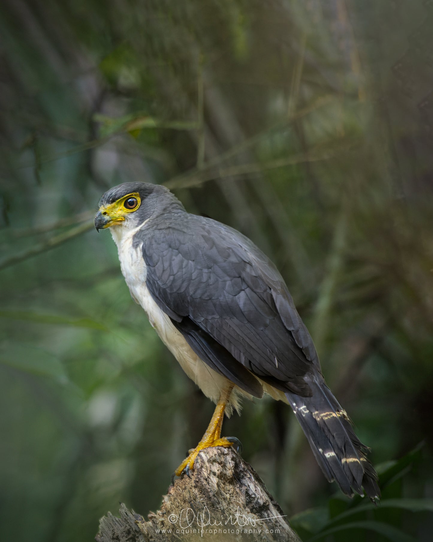 birds photo slaty backed forest falcon