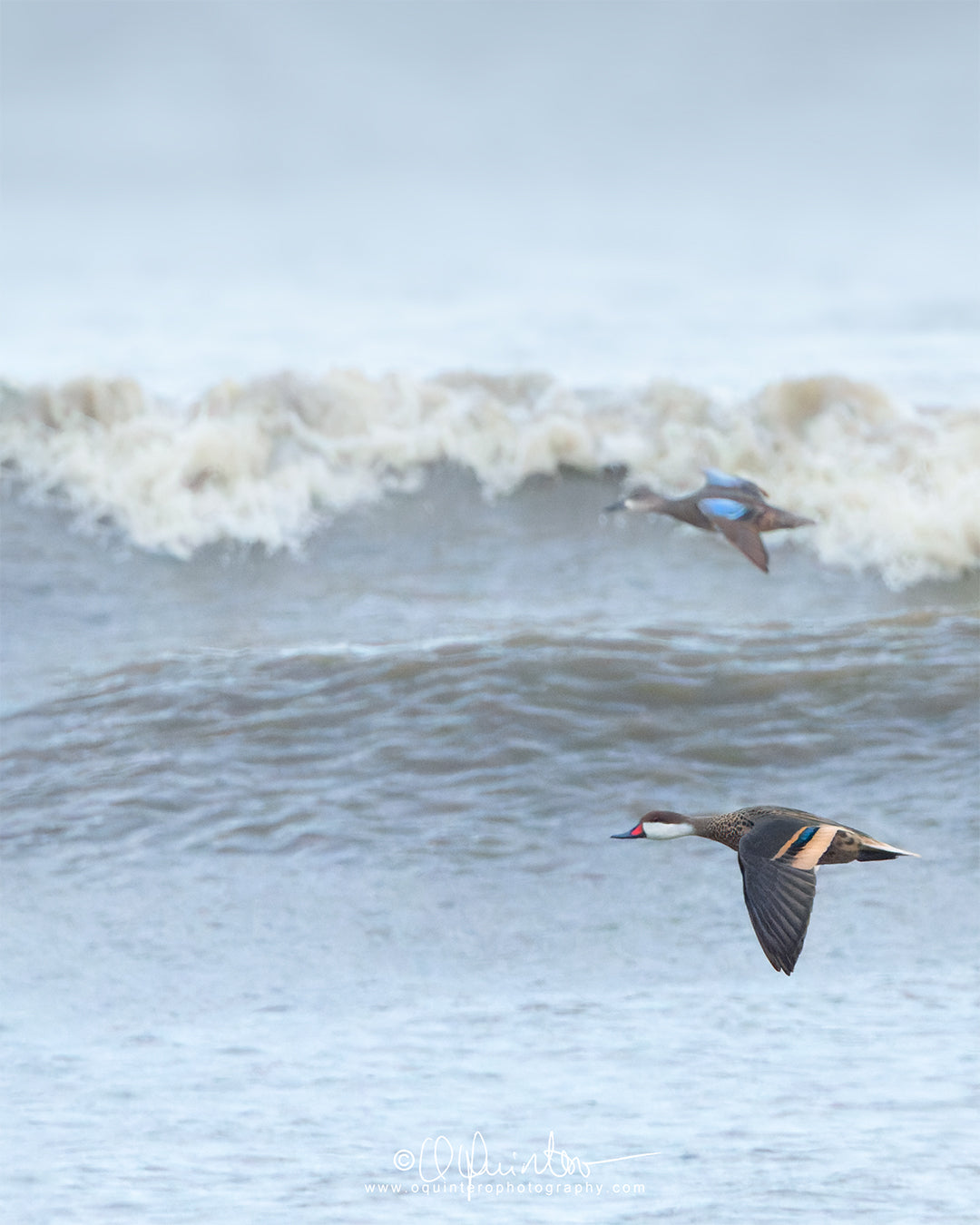 bird photo white cheeked pintail in flight with teal