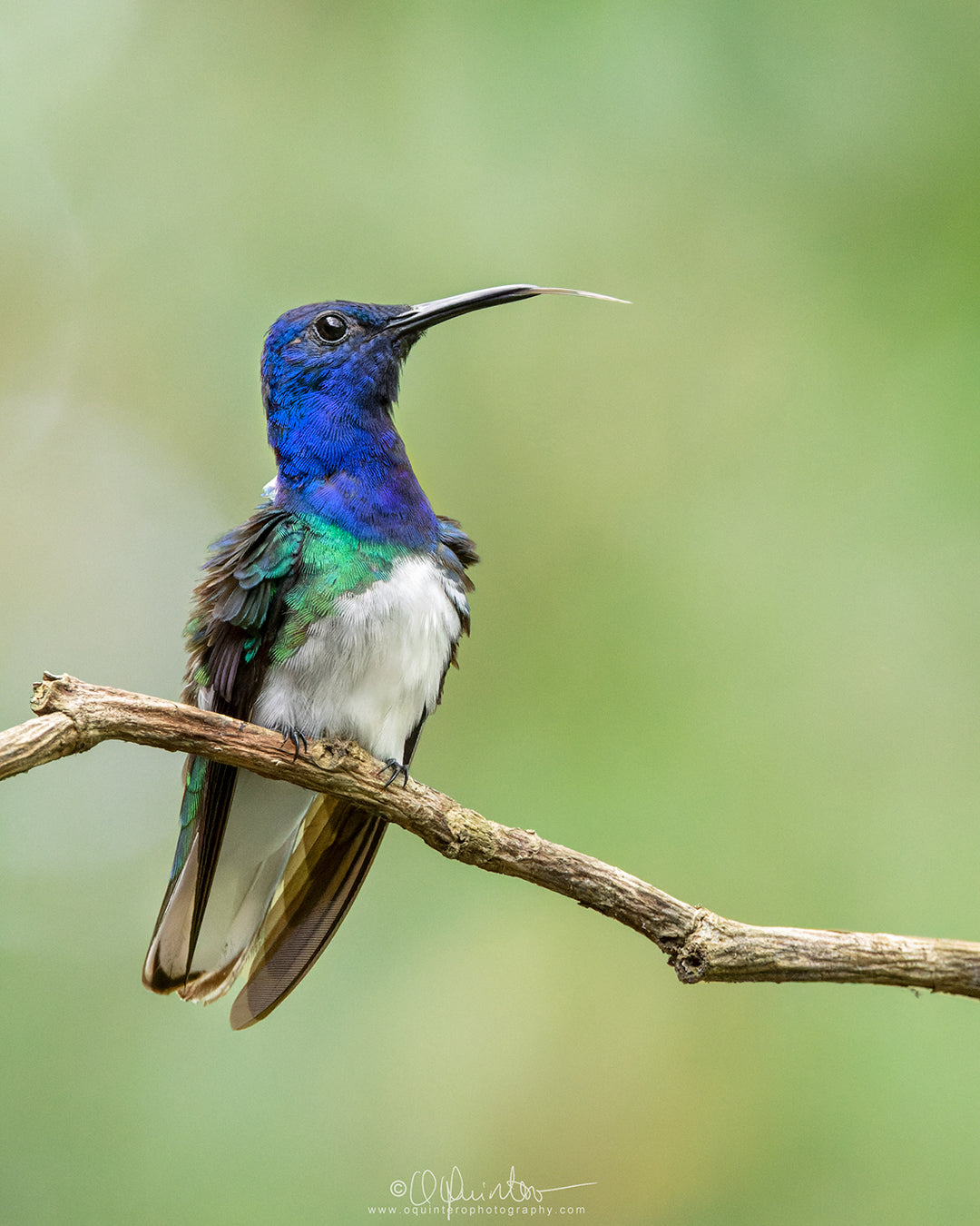 bird photo white necked jacobin hummingbird