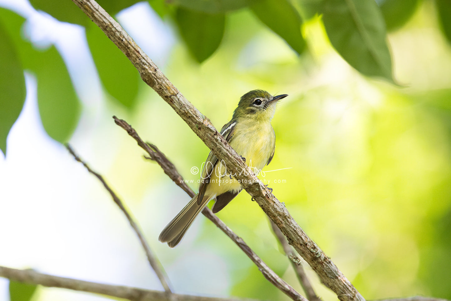 bird photo yellow-green tyrannulet