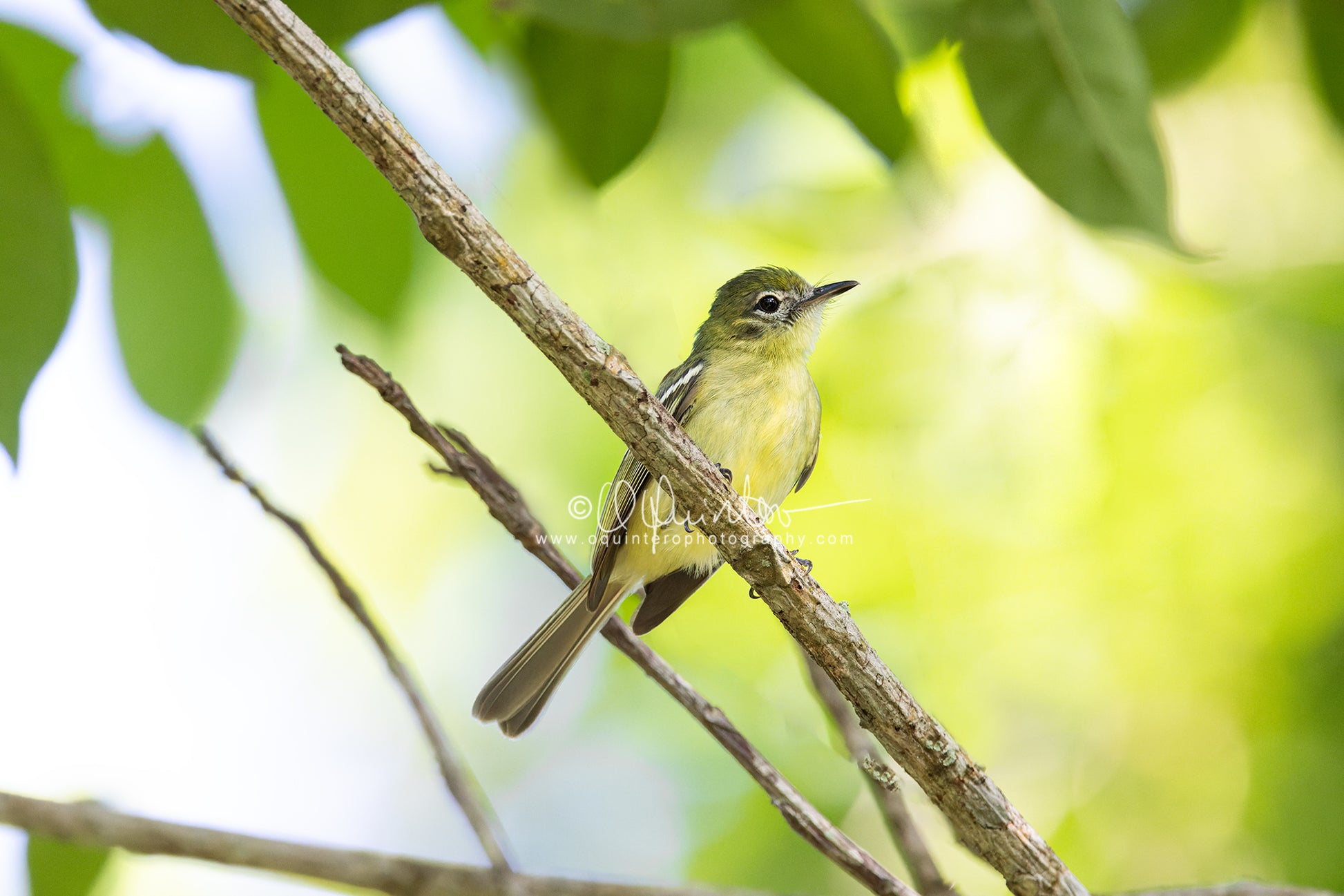 bird photo yellow-green tyrannulet