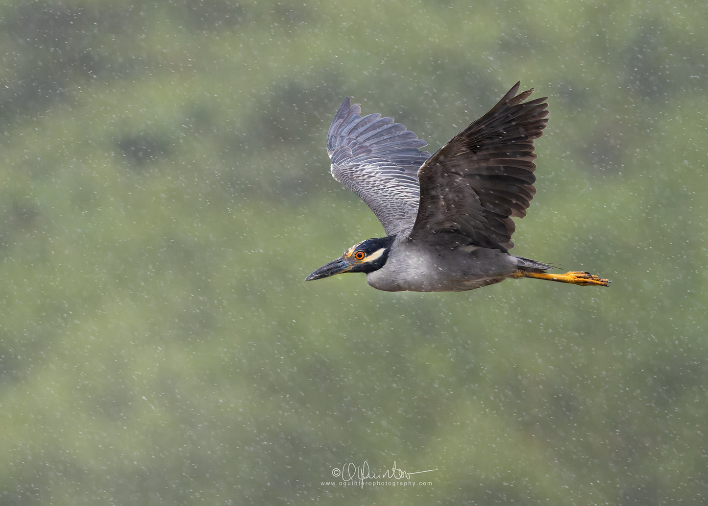bird photo yellow crowned night heron in flight